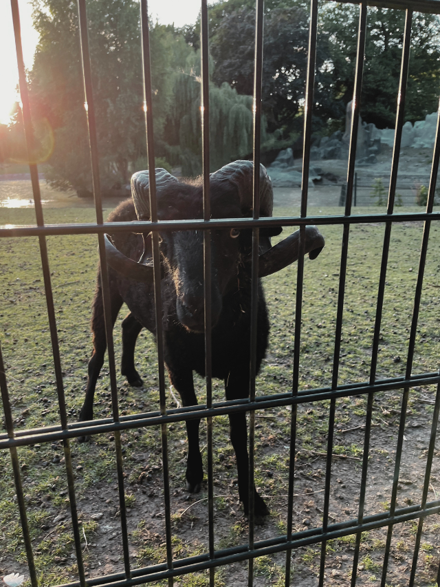 geit park zonsondergang