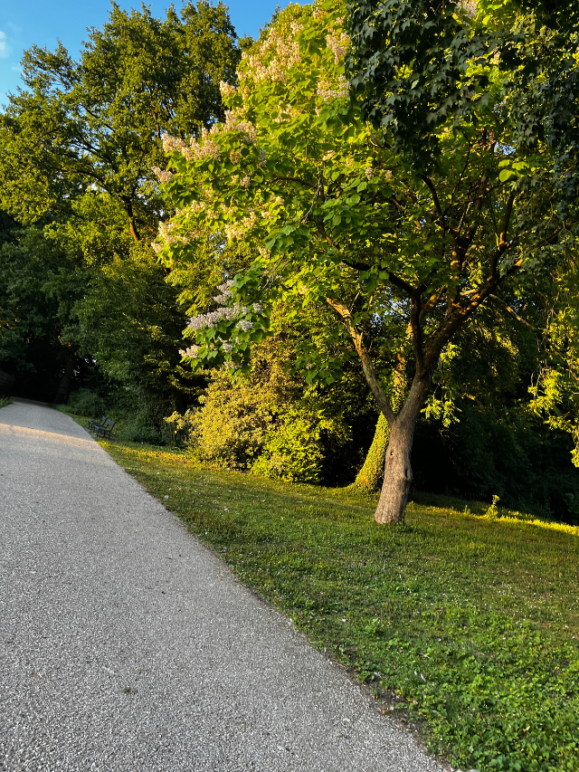 park bomen golden hour