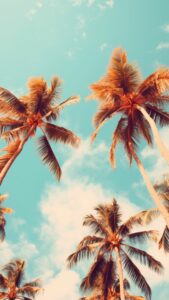 palmbomen zomer achtergrond iphone